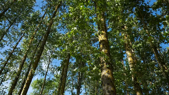 Side-effects of expanding forests could limit their potential to tackle climate change – new study