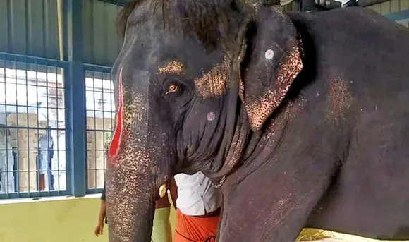 Man booked for keeping elephant without licence in Uttar Pradesh