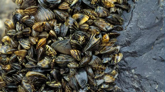 Invasive mussel species from Central and South America wiping out native variant in Kerala