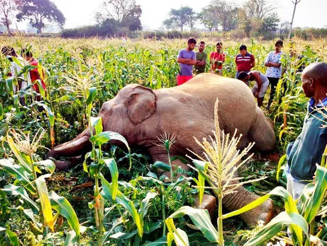 J’khand: Elephant carcass found in Ranchi district