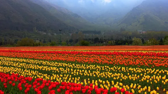 Tulip garden in Srinagar, Asia's largest, thrown open for public
