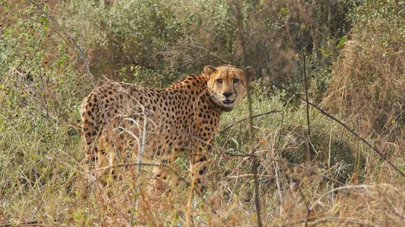 Namibian cheetah Shaurya dies at MP's Kuno park; cause not clear yet