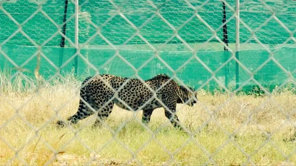 Death of 2 cheetahs: MP forest dept writes to Centre to seek 'alternate site'