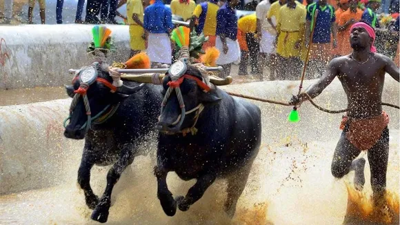 Kambala