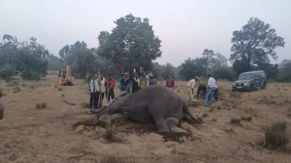Dead Elephant