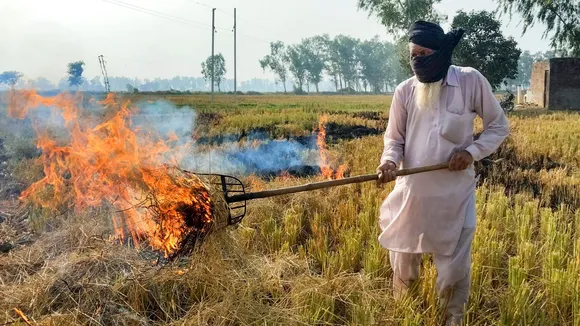 A farmer burns paddy stubble in a field, on the outskirts of Amritsar, Monday, Nov. 4, 2024.