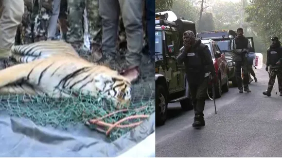 Wayanad tiger dead