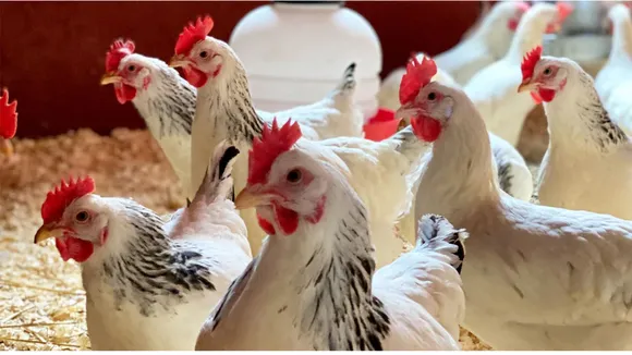 Chickens image