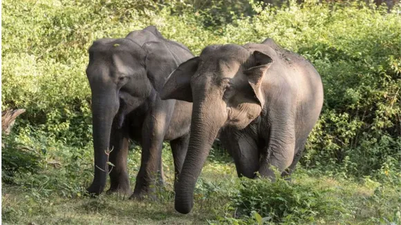 Elephant image
