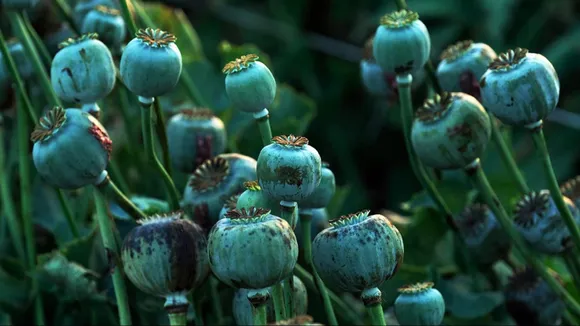 Jharkhand Poppy Cultivation Manipur Poppy Cultivation