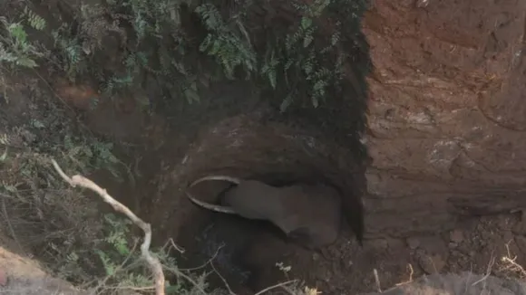 Kerala: Wild elephant trapped in well dies despite rescue efforts