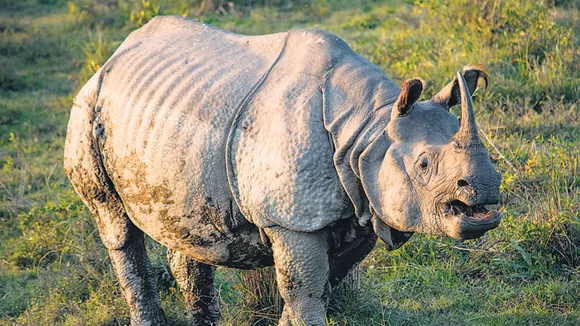 One injured in rhino attack, another in firing by forest guards in Assam