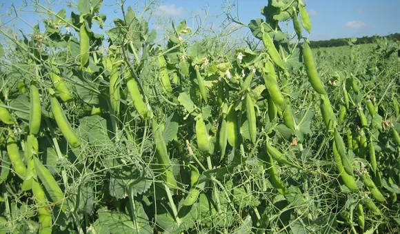Green peas growers in MP protest demanding fixed MSP for open market