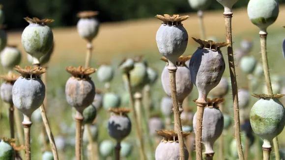 Myanmar opium cultivation surges 33% amid violence