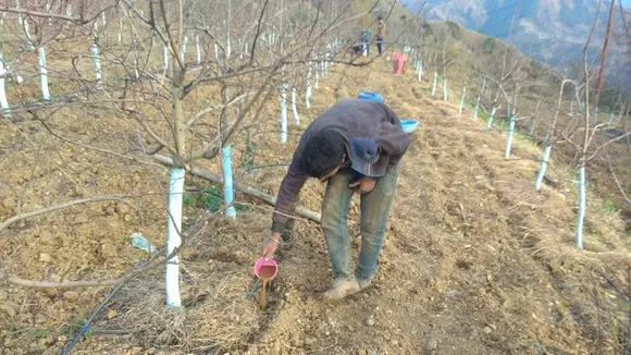 Rabi farmers and fruit growers in Himachal stare at losses amid prolonged dry spell