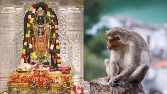 Monkey enters Ram temple sanctum sanctorum; 'beautiful incident,' says temple Trust