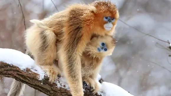 Social behaviour evolved from adapting to extreme cold, study in primates finds