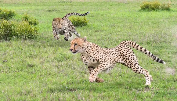 'High density of leopards at Kuno park matter of concern for cheetahs'