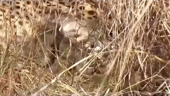 Environment minister says Namibian cheetah at Kuno gave birth to four cubs, not three