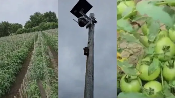 Maharashtra: Farmer installs CCTV camera in farm to keep an eye on tomatoes