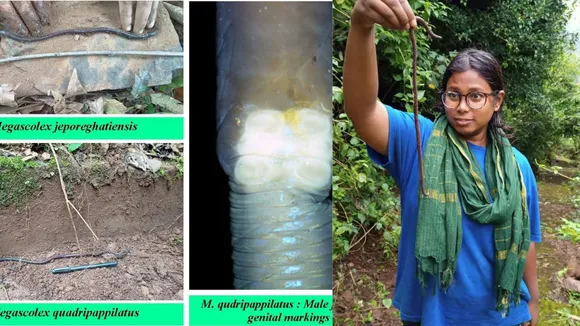 Two new earthworm species discovered in Odisha's Koraput