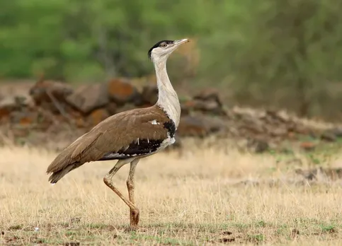 SC asks govt to come out with 'comprehensive' plan to save critically-endangered Great Indian Bustard
