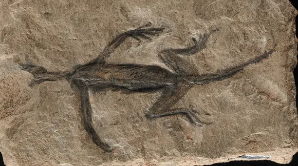 Oldest fossil reptile from Italians alps may have been partly forged: Study