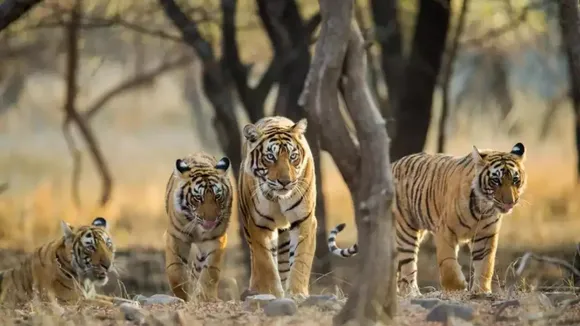 Tiger found dead in Bandhavgarh reserve, second big cat death in a week