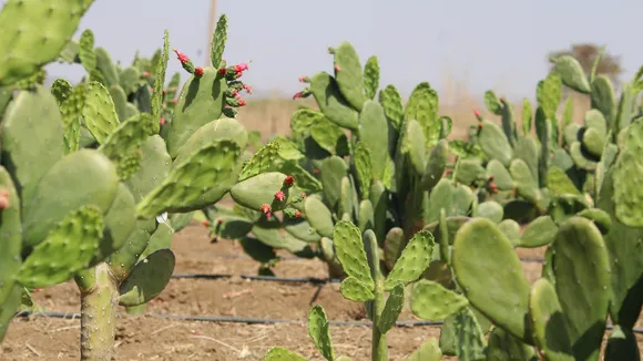 Govt to promote cactus plantations in low-irrigation areas to help treat degraded land: Giriraj Singh