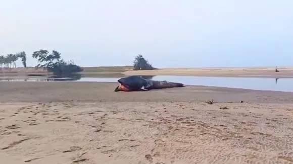 Whale calf pushed into sea after 40-hour rescue op dies, washes ashore in Ratnagiri