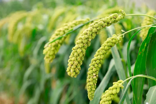 Nepal ready to cooperate with India to promote millet cultivation, consumption
