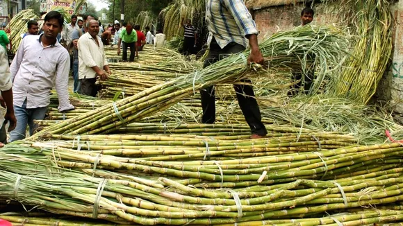 Amid farmers protest, Modi govt hikes sugarcane FRP by Rs 25 to Rs 340