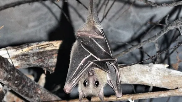 Ukraine war: Russian shelling is taking a deadly toll on urban bats