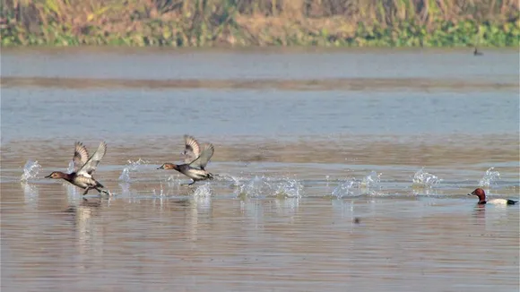 Punjab: 40,000 to 50,000 migratory birds arrive at Harike wetland