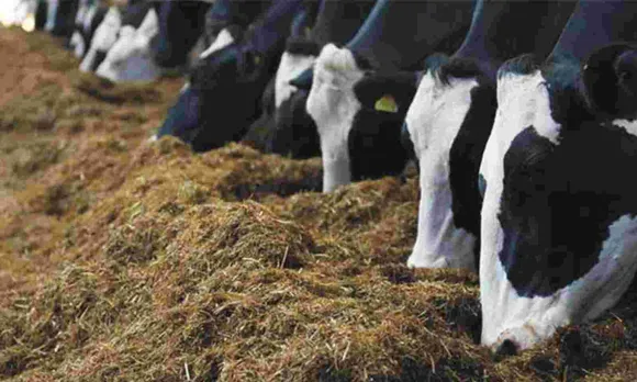 Animal feed industry should take serious steps to address fodder shortage: Rupala