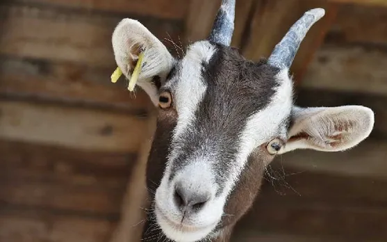 Maharashtra: Neighbours object to man bringing goat to his house