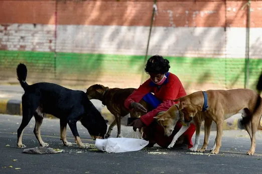 SC stays Bombay HC observation on adopting stray dogs for feeding them