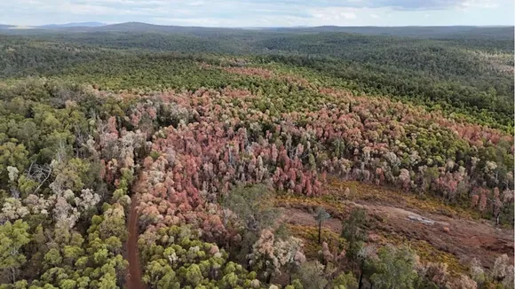The big dry: forests and shrublands are dying in parched Western Australia