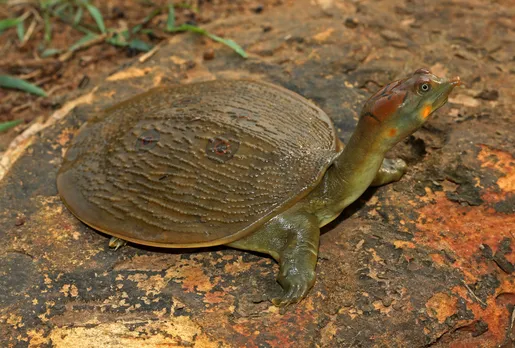 Maha: 30 crocodiles, softshell turtle spotted at Pench Tiger Reserve