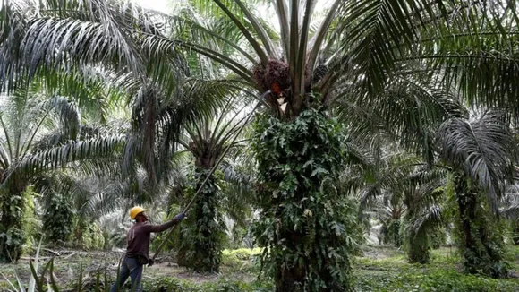 Tripura to bring 7000 hectares under palm oil cultivation by 2026-27