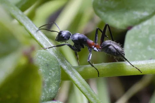 Just like humans, ants also set budgets when facing an uncertain future