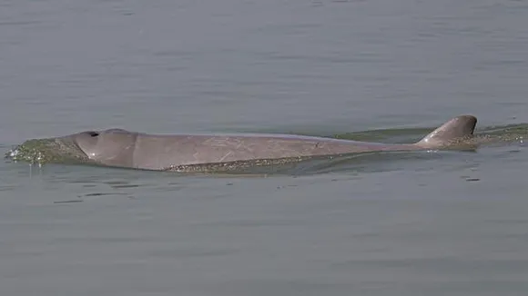 Dolphin census in Odisha's Chilika lagoon hit due to adverse weather: officials