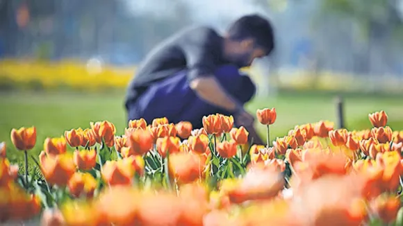Blooming tulips to welcome MPs and visitors during Budget Session