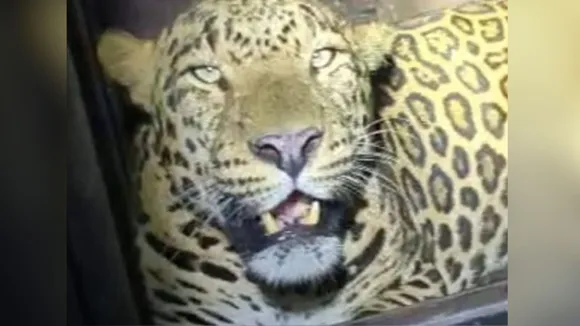 Leopard roaming in Palghar's Vasai Fort area captured after 25 days