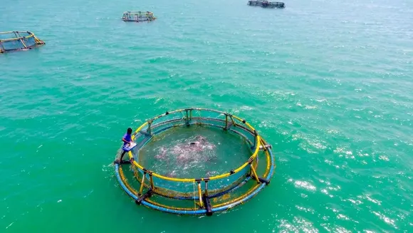 Setting up mariculture parks would boost fish production, bolster nutritional security: Marine fisheries institute