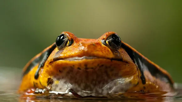 frog.jpg
