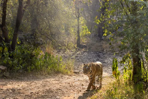International Tiger Day: Big leap in India numbers cause for celebration and also concern
