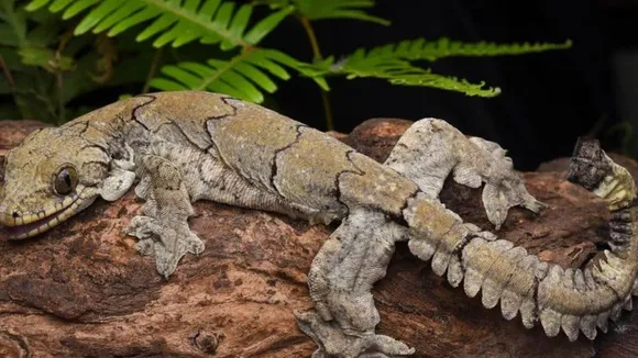 New species of flying geckos uncovered in Mizoram