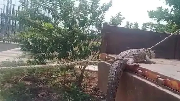 Farmers take crocodile to electricity office in Karnataka to protest power outage