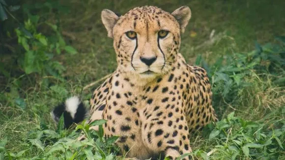Female cheetah released in the wild at Kuno national park